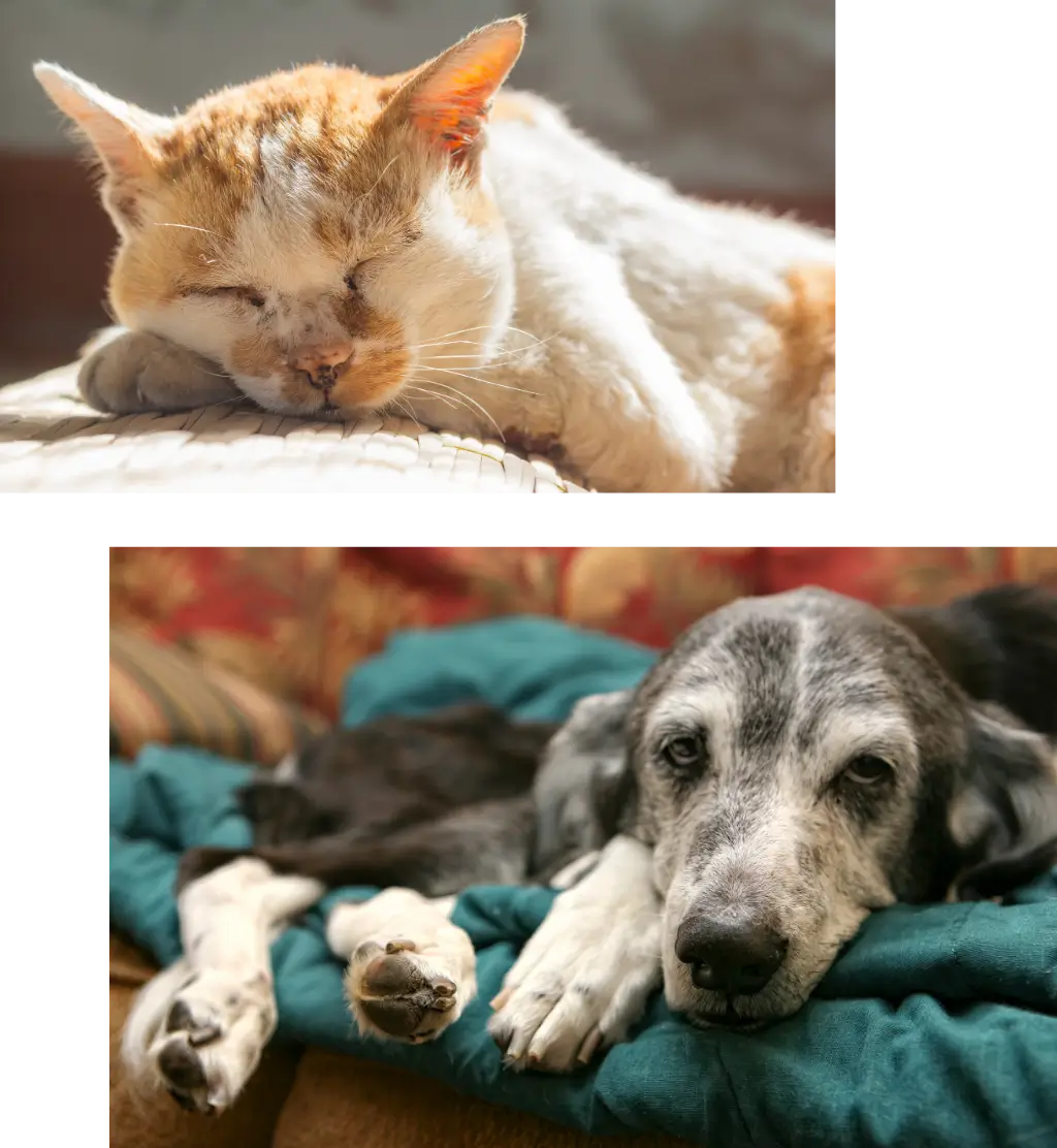 Aledo Pet Cremation Services