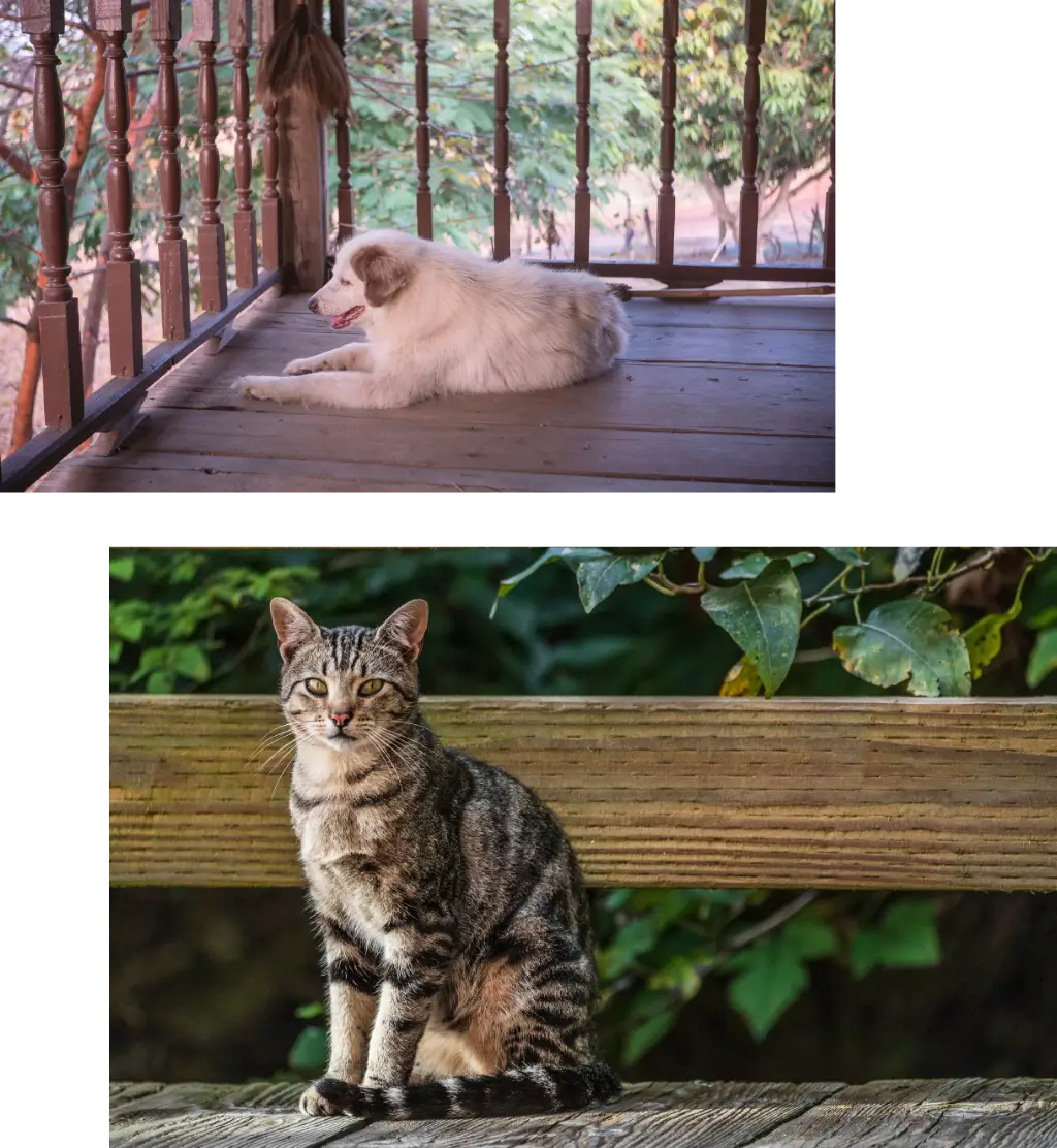 Burleson End-of-Life Pet Care and Euthanasia Services