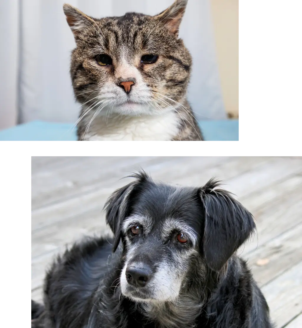 Fort Worth pet euthanasia
