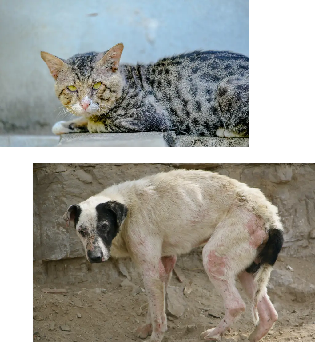Granbury in-home euthanasia and dog cremation