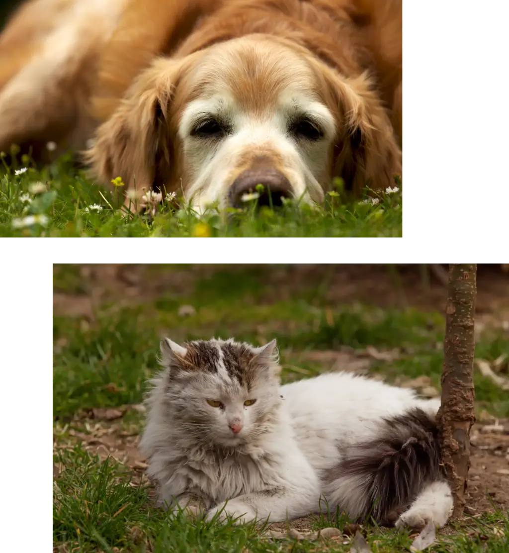 Is Springtown’s Euthanasia Painful for Pets