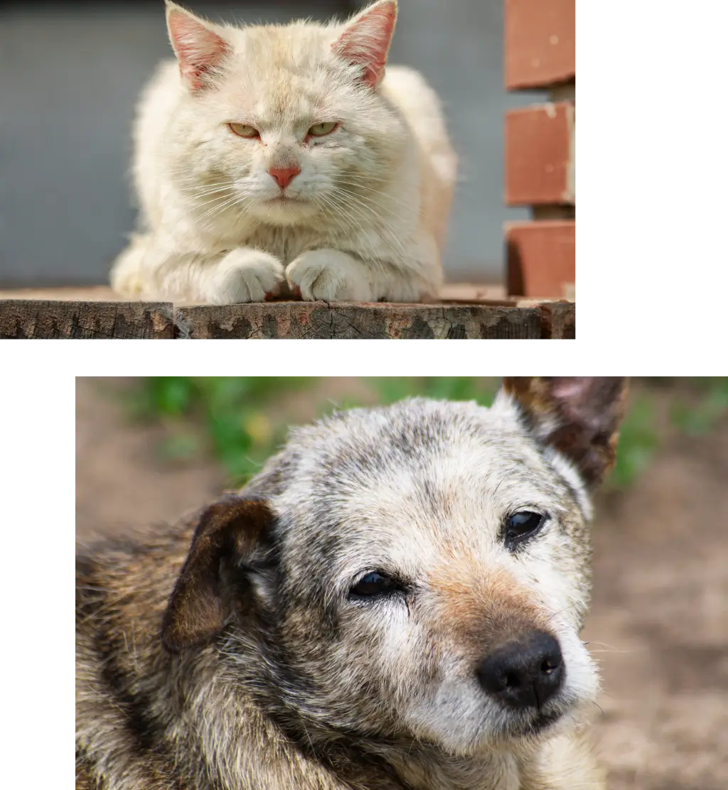 Pet cremation in Hood County