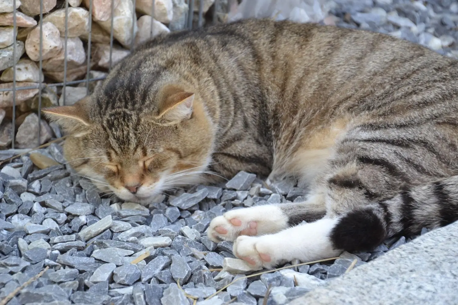 Saying Goodbye: Pet Euthanasia in Azle