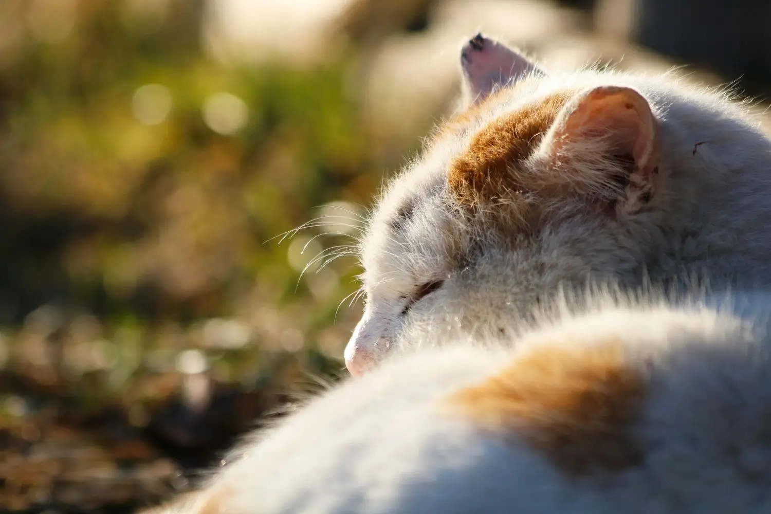 Loving In-Home Cresson Pet Euthanasia & Cremation 