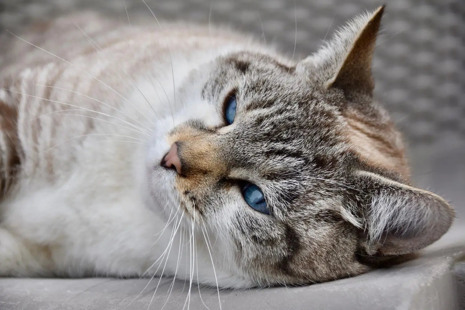 pet cremation services in Joshua