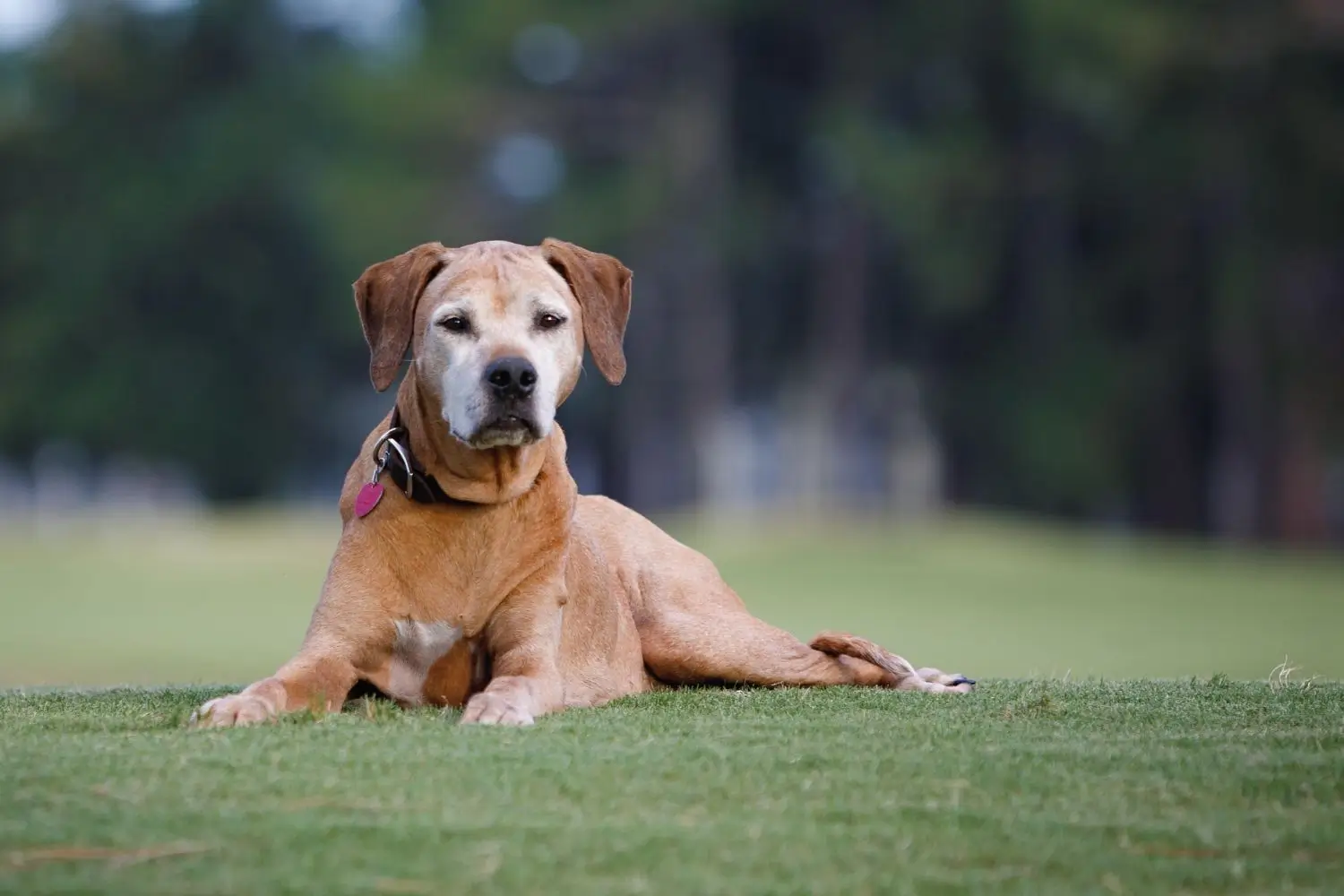Compassionate Pet Departures in Aledo